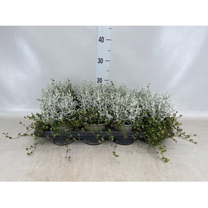 Leucophyta brownii