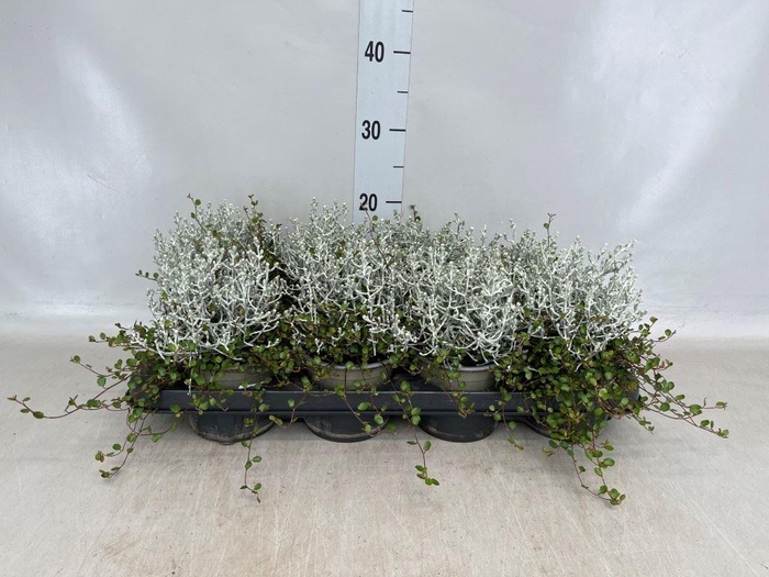 <h4>Leucophyta brownii</h4>