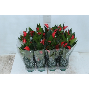ANTHURIUM MINI MILLION PURE P09