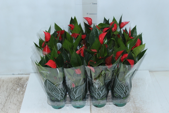 <h4>ANTHURIUM MINI MILLION PURE P09</h4>