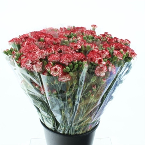 Di Tr Minueto Red White Super X200