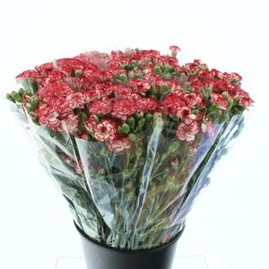 Di Tr Minueto Red White Super X200