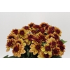 Dahlia Creme de Cognac