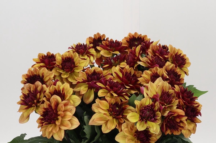 Dahlia Creme de Cognac