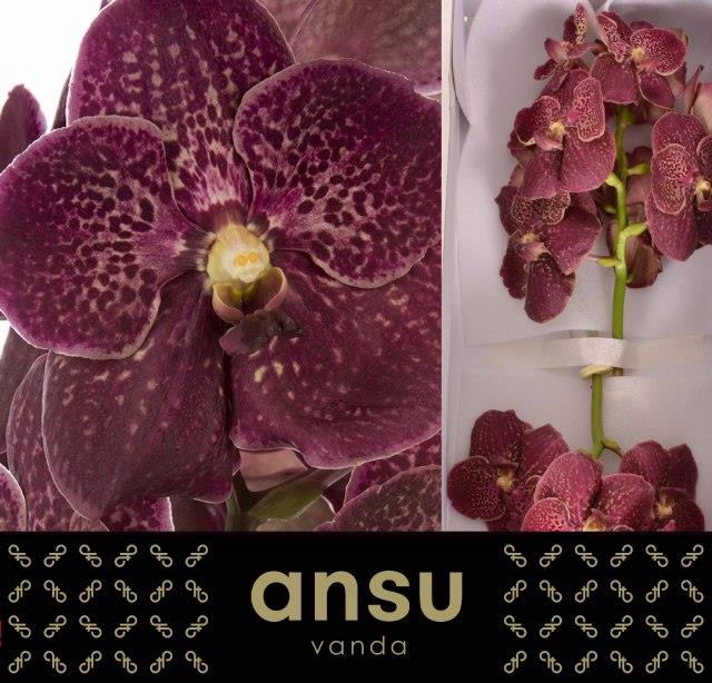 VANDA SU CHOCOLA RED