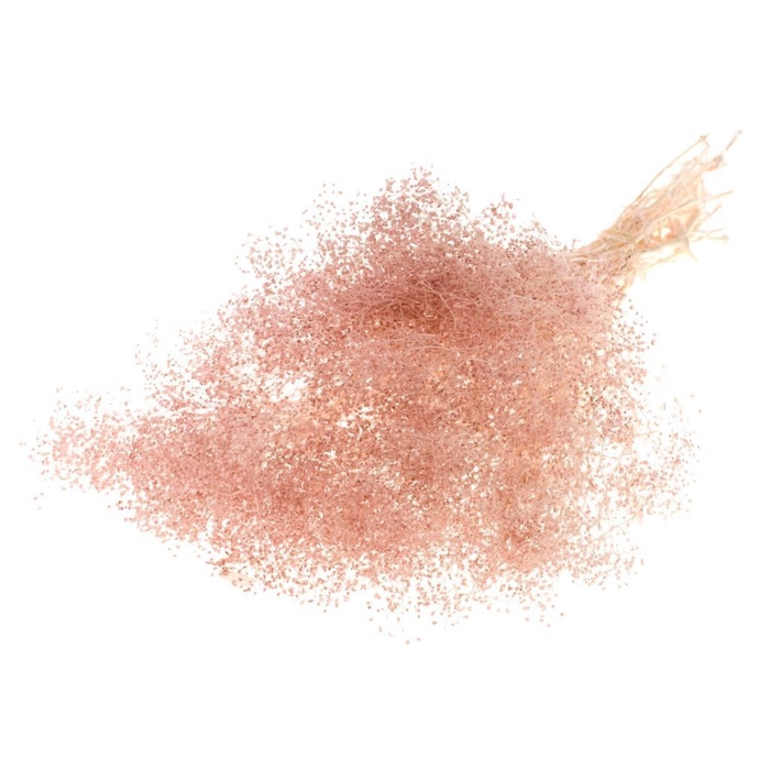 <h4>Gypsophila mini preserved SB light pink</h4>