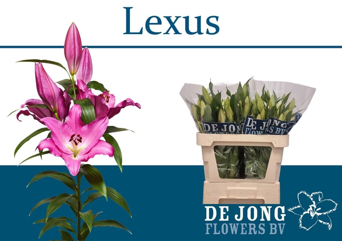 <h4>LI OR LEXUS</h4>