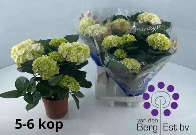 <h4>HYDR M WHITE P14</h4>