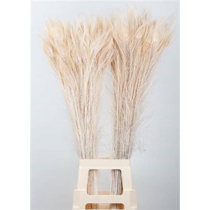Decoratie  ..Pauwenveren H%