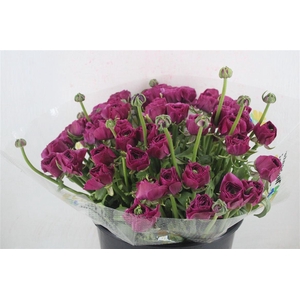 Ran Cloni Sup Renoir