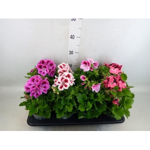 Pelargonium gran.   ..mix