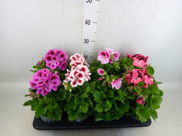 <h4>Pelargonium gran.   ..mix</h4>