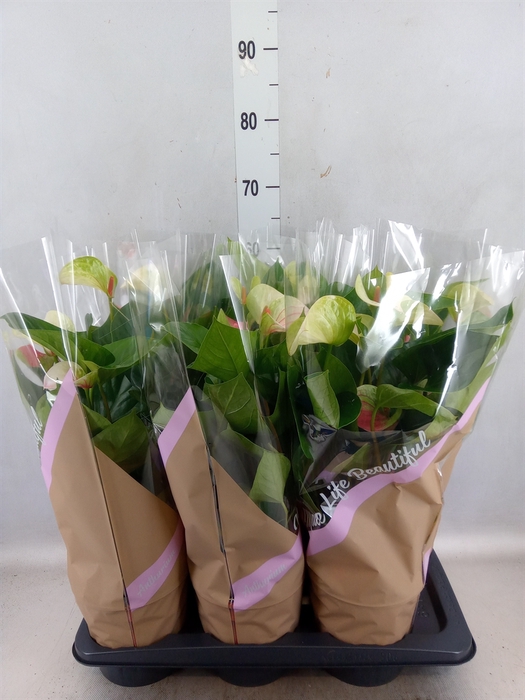 <h4>Anthurium andr. 'Fantasy Love'</h4>