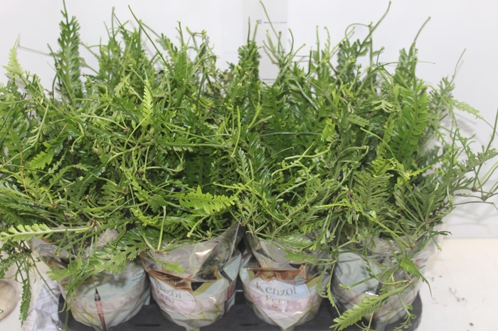 <h4>KENZOI FER P14</h4>