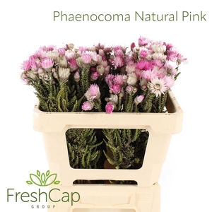 Phaenocoma Natural Pink