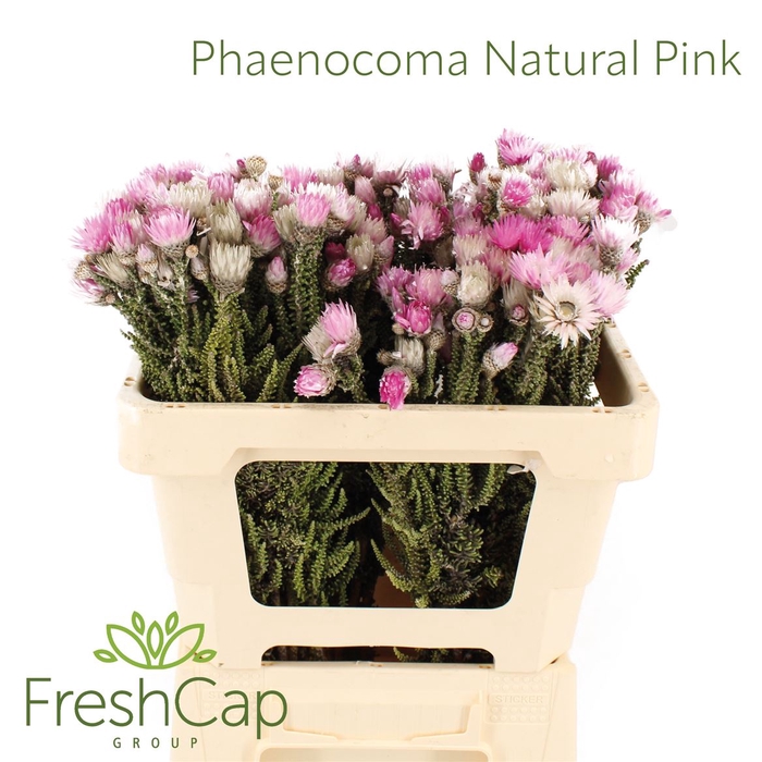 <h4>Phaenocoma Natural Pink</h4>