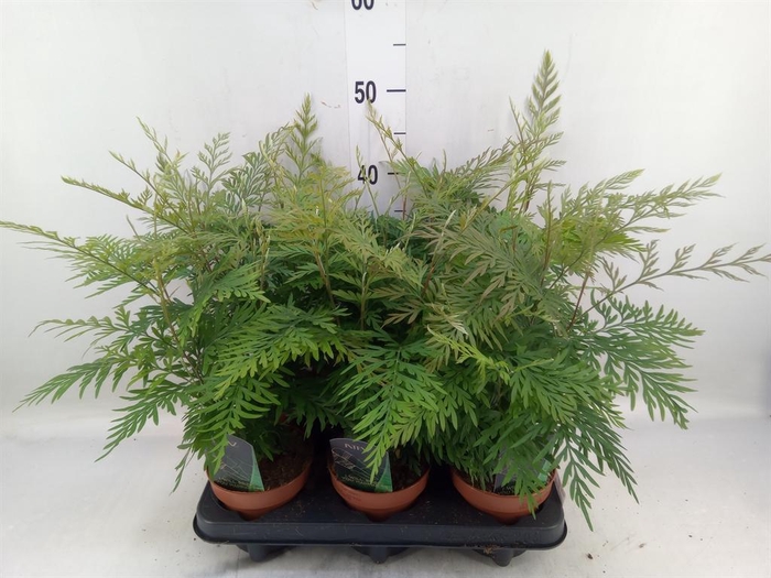 <h4>Grevillea robusta</h4>