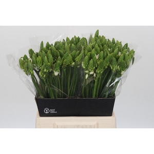 Ornithogalum thyrs. 'Mount Fuji'