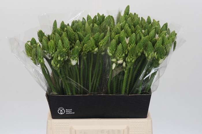 <h4>Ornithogalum thyrs. 'Mount Fuji'</h4>