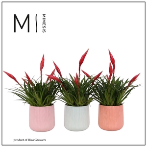 Mimesis Multiflower Astrid - 12cm in Belize ceramic