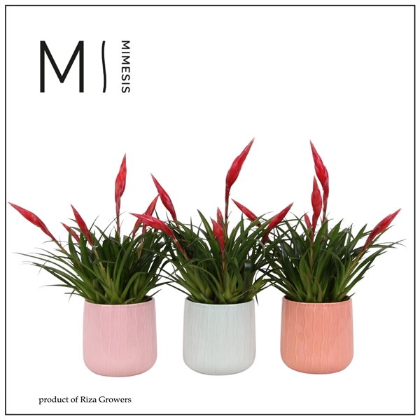 <h4>Mimesis Multiflower Astrid - 12cm in Belize ceramic</h4>