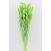 Dried Setaria Light Green Bunch