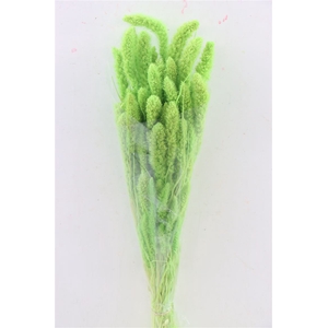 Dried Setaria Light Green Bunch