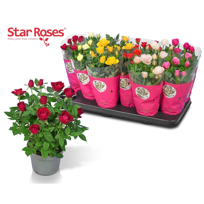 <h4>RO STAR ROSES GEM</h4>