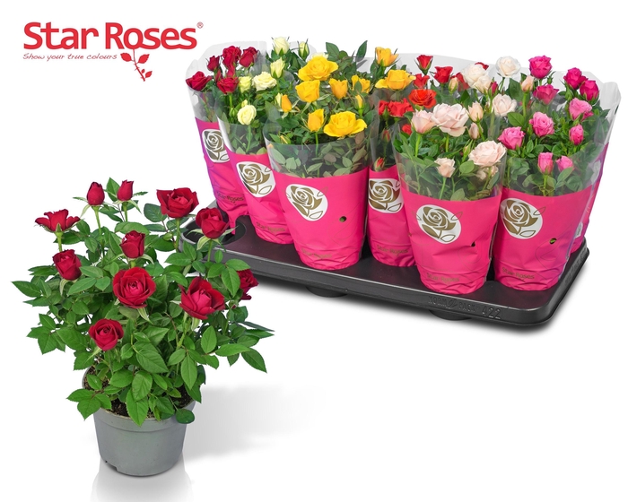 <h4>RO STAR ROSES GEM</h4>