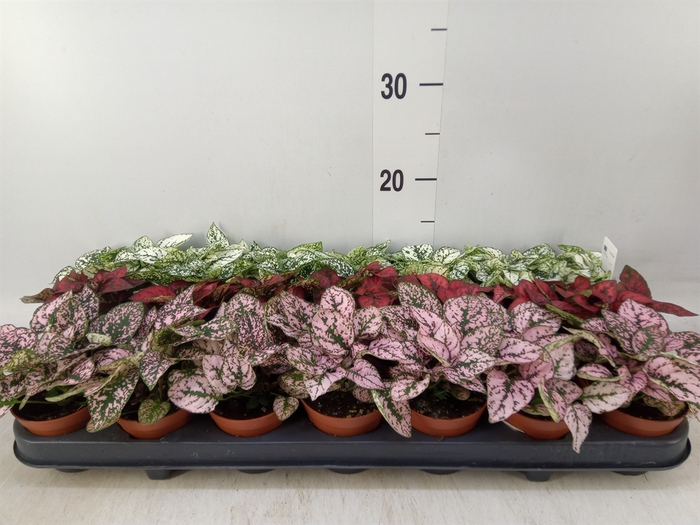 <h4>Hypoestes phyllo.   ...mix</h4>