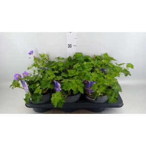 Geranium  'Bloom Me Away'