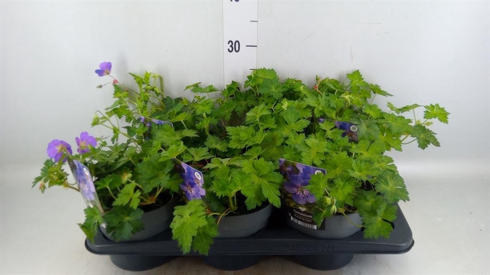 <h4>Geranium  'Bloom Me Away'</h4>