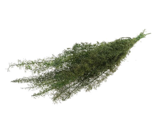 Bunch Esparraguera Foxtail Pres.80g L80