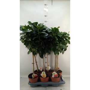 Hibiscus rosa-sin. 'Sunny'  ..mix