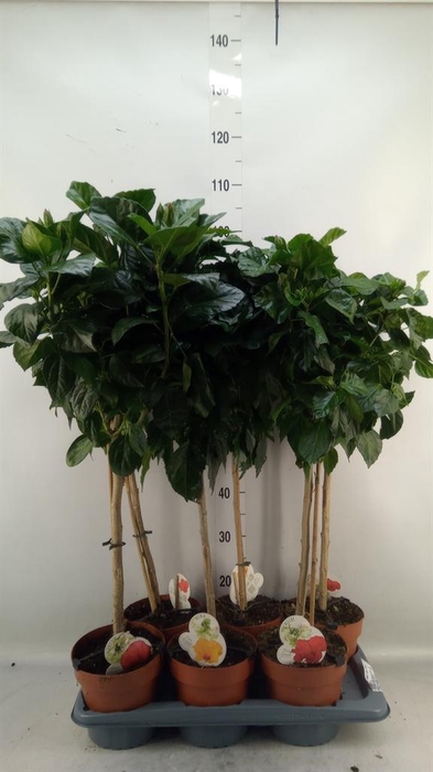 <h4>Hibiscus rosa-sin. 'Sunny'  ..mix</h4>