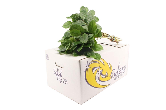 <h4>Salal Tips Box WBE</h4>