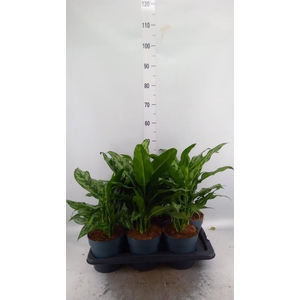 Aglaonema   ...