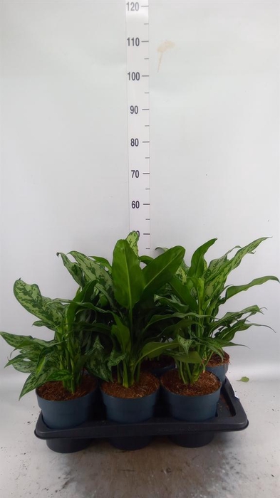 <h4>Aglaonema   ...</h4>