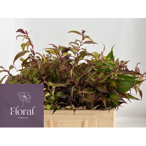 LEUCOTHOE FONT RAINB