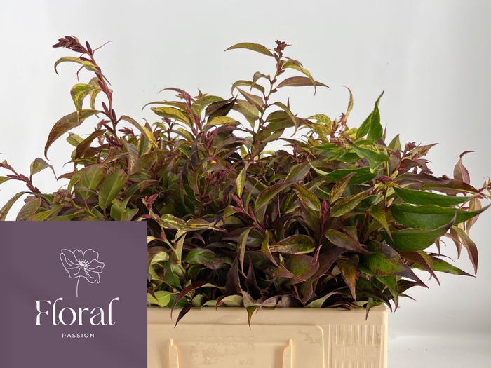 <h4>LEUCOTHOE FONT RAINB</h4>