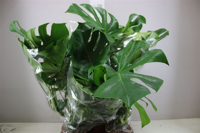 <h4>Monstera Deliciosa</h4>