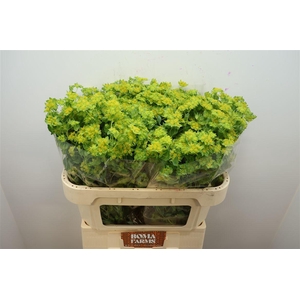 Bupleurum Rotundifol