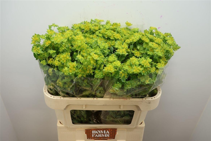 <h4>Bupleurum Rotundifol</h4>