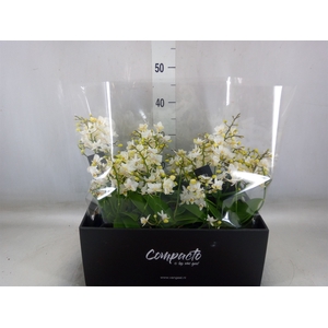 Phalaenopsis multi. 'White Punch'