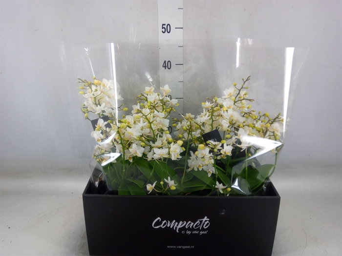 <h4>Phalaenopsis multi. 'White Punch'</h4>