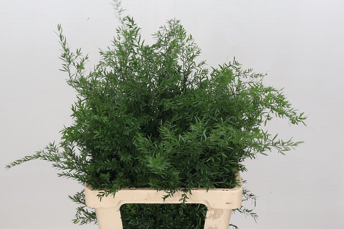 <h4>Asparagus Cwebe</h4>