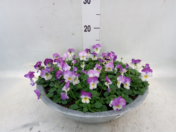 <h4>Viola corn. 'Evo Mini Pink Wing'</h4>