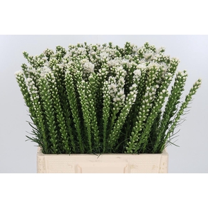 Liatris Alba