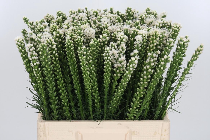 <h4>Liatris Alba</h4>