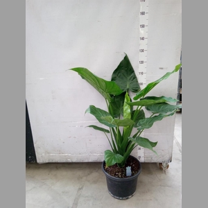 Alocasia cucullata